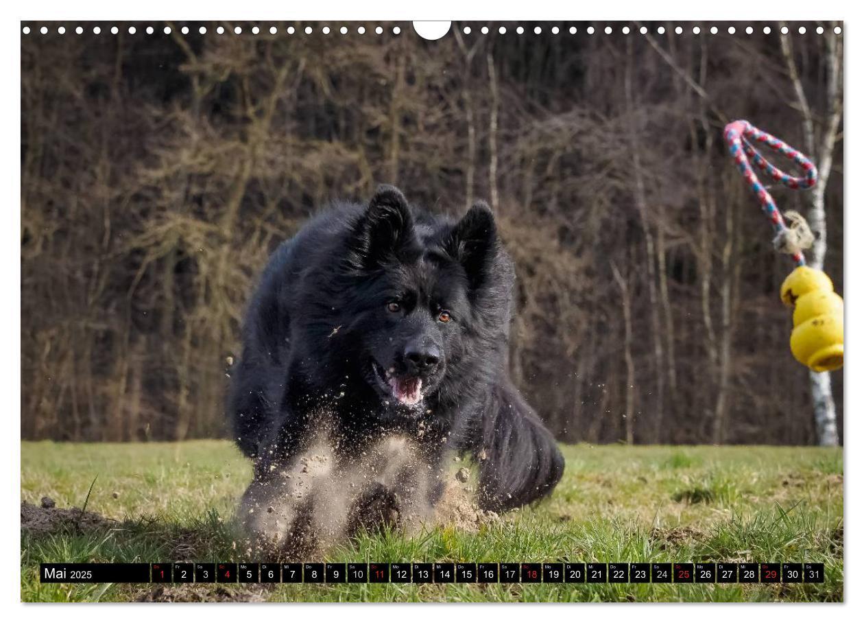 Bild: 9783435572908 | Schwarz ist schön! Der lackschwarze altdeutsche Schäferhund...