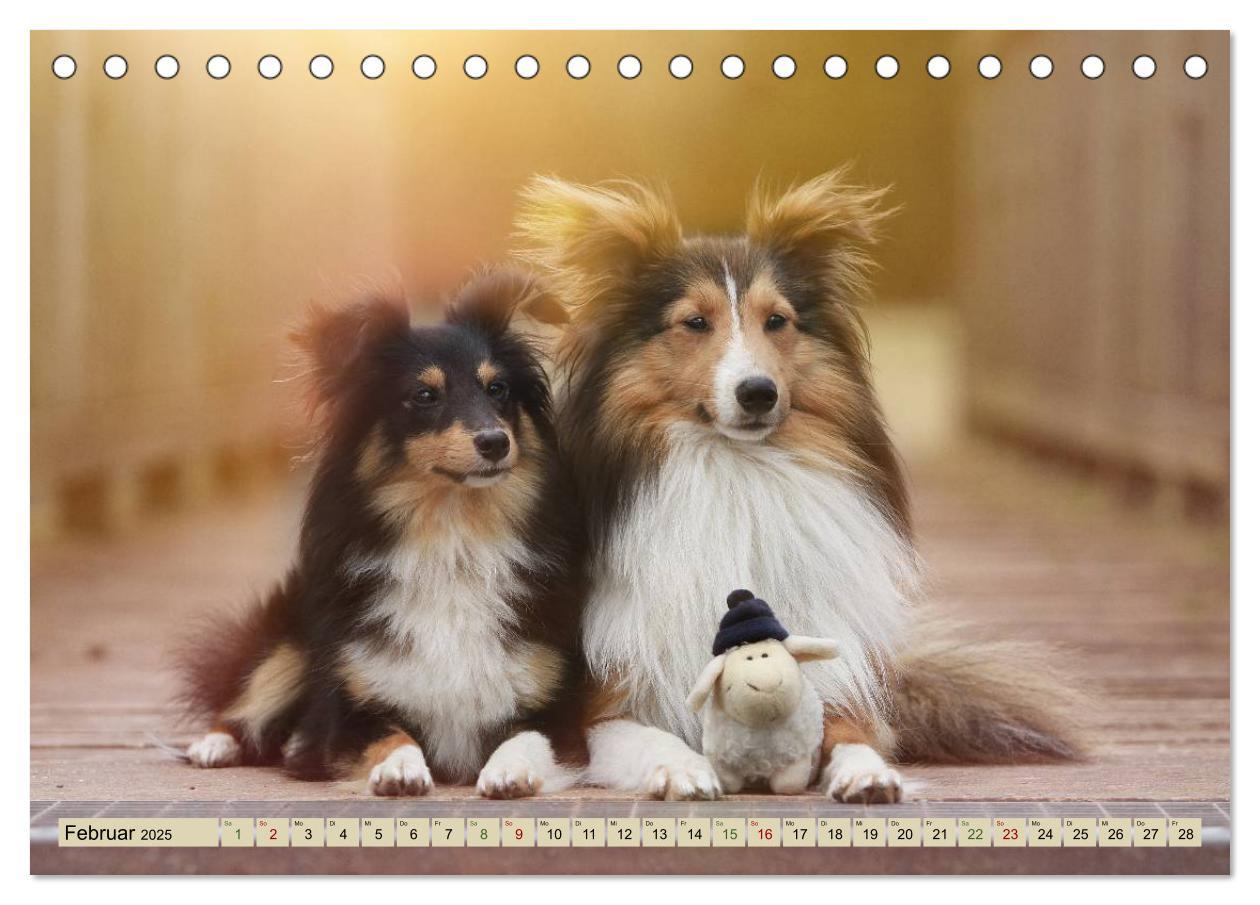 Bild: 9783435422678 | SHELTIES Liebe auf 4 Pfoten (Tischkalender 2025 DIN A5 quer),...