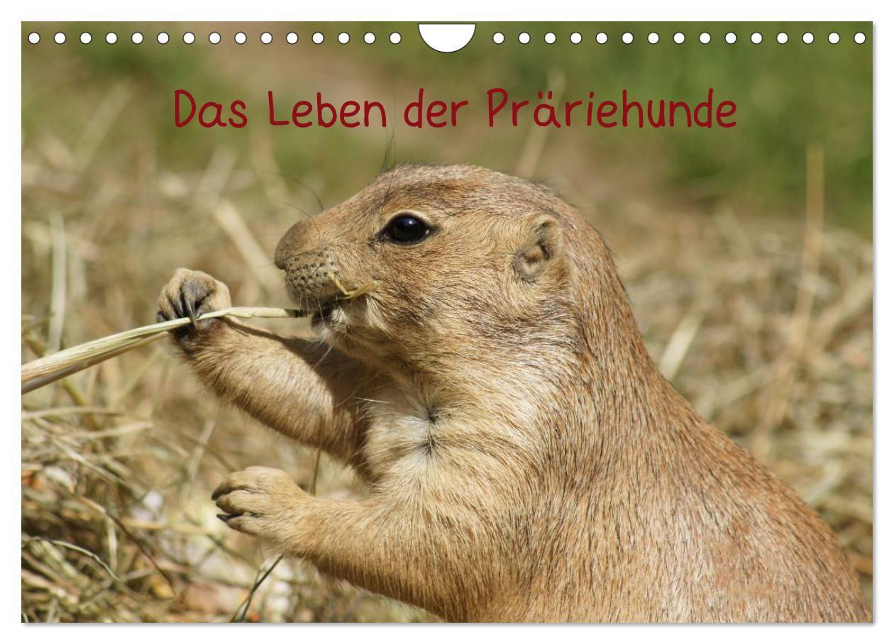 Cover: 9783383627880 | Das Leben der Präriehunde (Wandkalender 2024 DIN A4 quer), CALVENDO...
