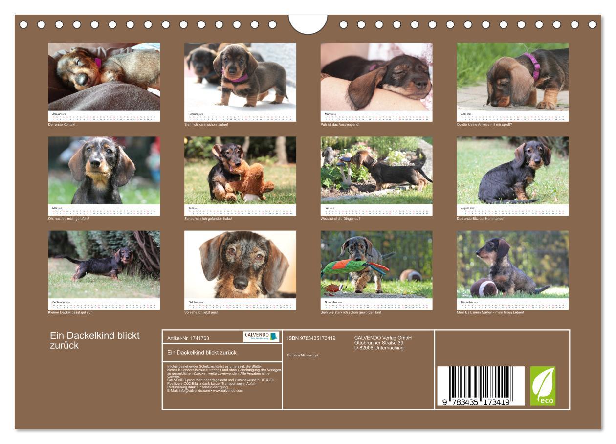 Bild: 9783435173419 | Ein Dackelkind blickt zurück (Wandkalender 2025 DIN A4 quer),...