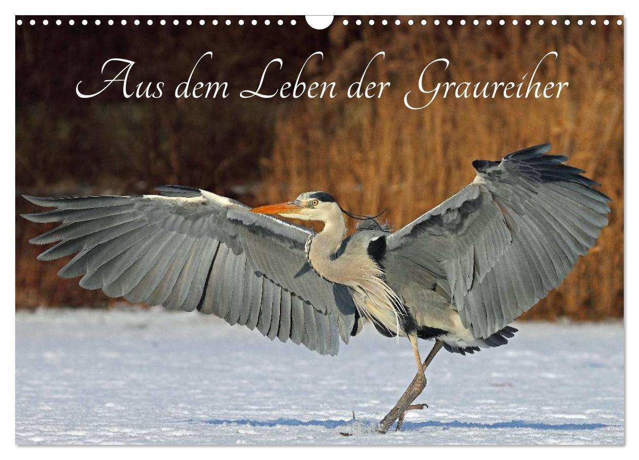 Cover: 9783435562749 | Aus dem Leben der Graureiher (Wandkalender 2025 DIN A3 quer),...