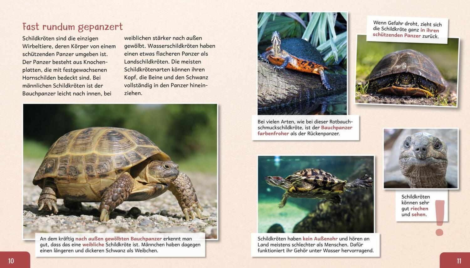 Bild: 9783480237166 | Meine große Tierbibliothek: Die Schildkröte | Axel Gutjahr | Buch