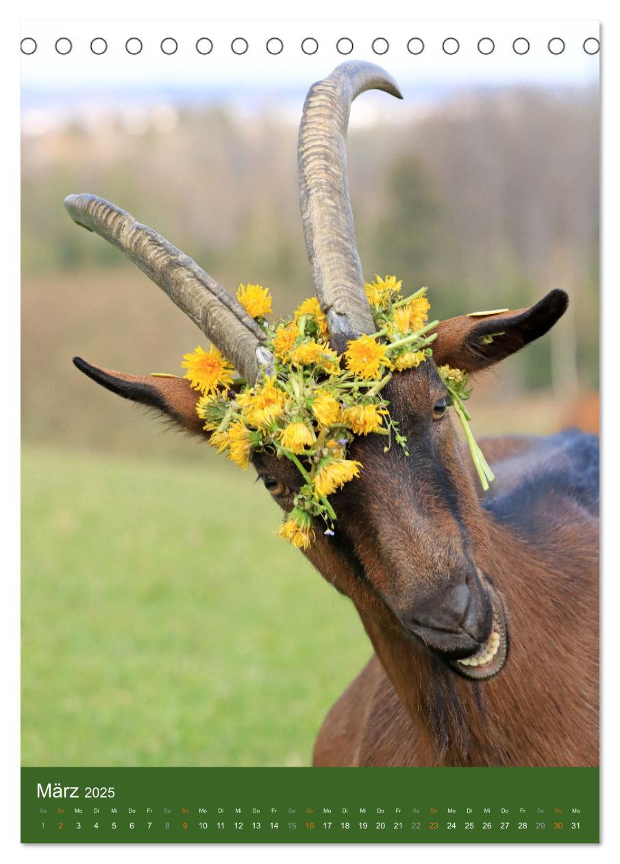 Bild: 9783435924639 | Ziegen - liebenswerte Sturköpfe (Tischkalender 2025 DIN A5 hoch),...