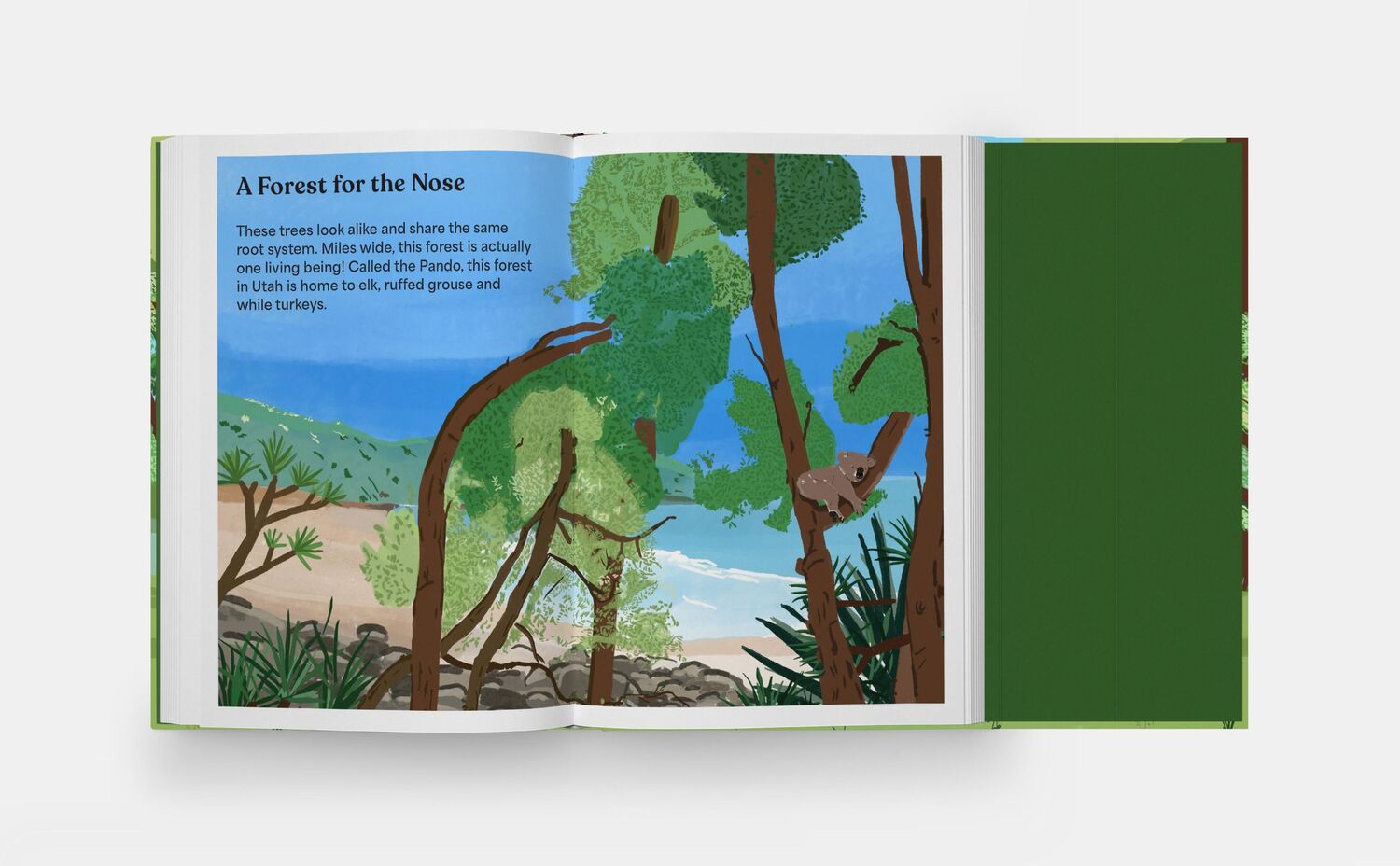 Bild: 9781838667917 | A Family of Trees | My First Book of Forests | Peggy Thomas (u. a.)