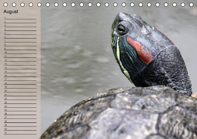 Bild: 9783660398656 | Schildkröten Geburtstagskalender (Tischkalender immerwährend DIN A5...