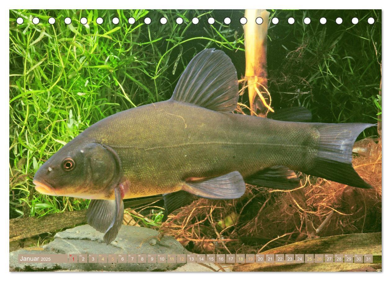 Bild: 9783383890444 | Fische in Teichen und Flüssen (Tischkalender 2025 DIN A5 quer),...