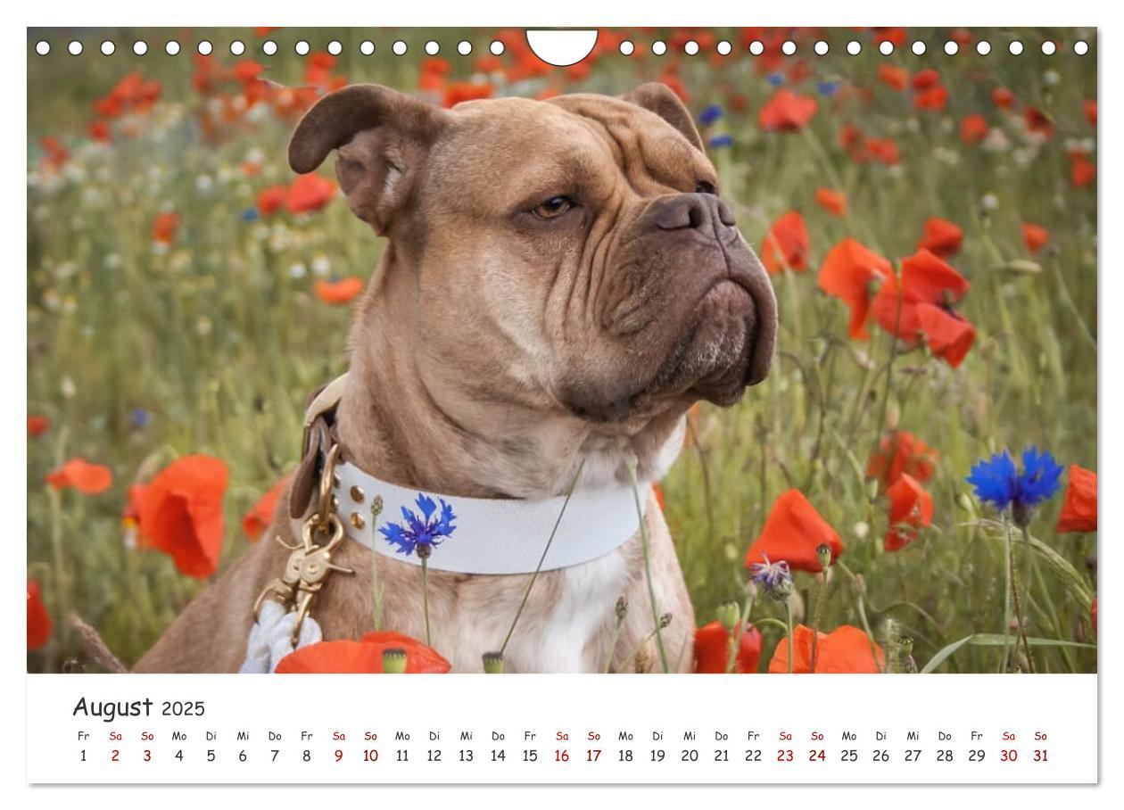 Bild: 9783435105328 | Wunderschöne Bulldoggen (Wandkalender 2025 DIN A4 quer), CALVENDO...