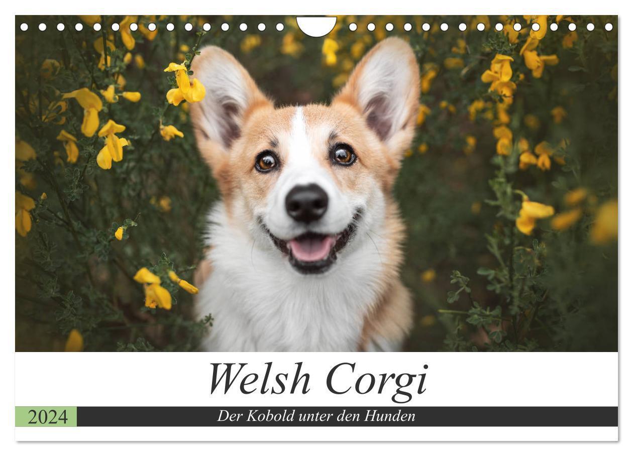 Cover: 9783675633513 | Welsh Corgi - Der Kobold unter den Hunden (Wandkalender 2024 DIN A4...