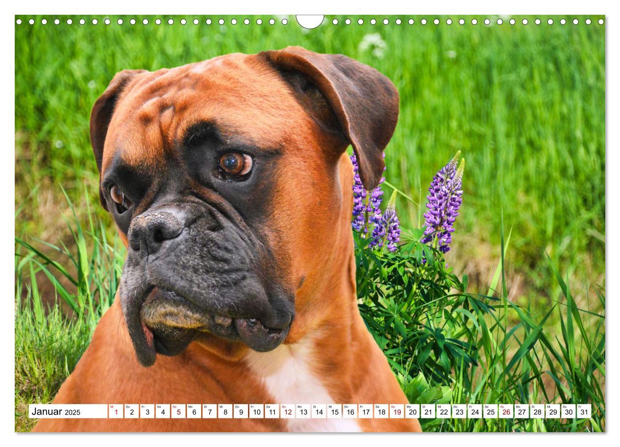 Bild: 9783383947346 | Muskelprotz Boxer (Wandkalender 2025 DIN A3 quer), CALVENDO...