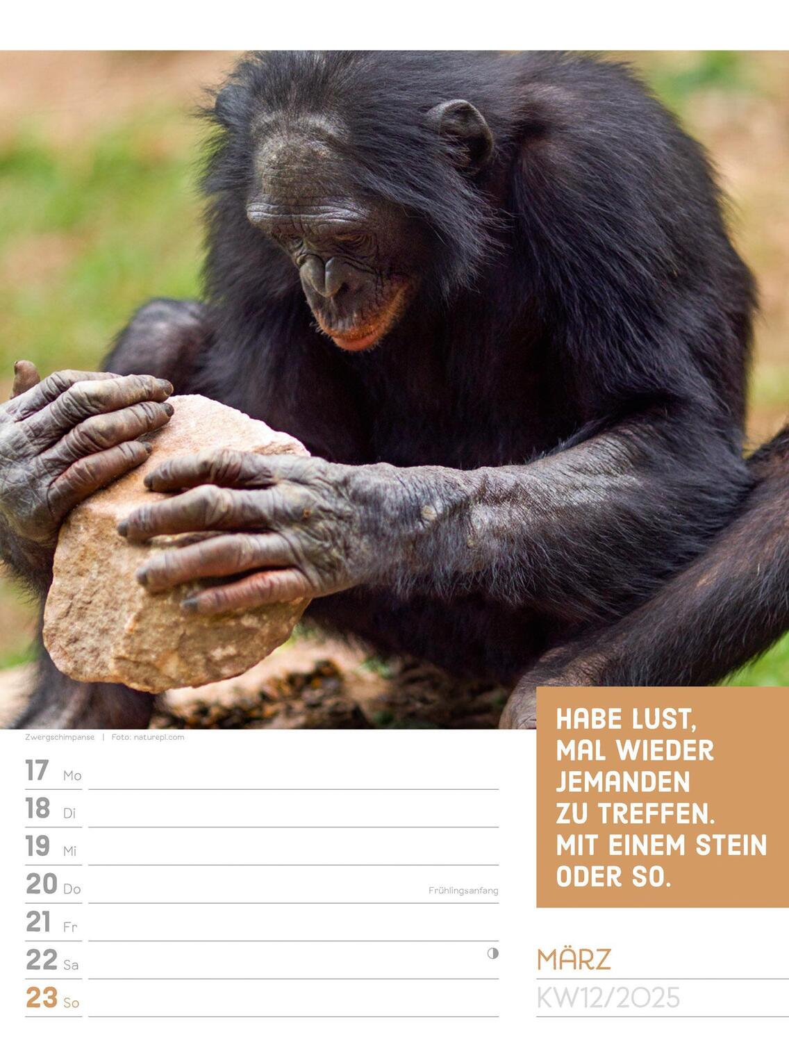 Bild: 9783838425962 | Tierisch! Sprüchekalender - Wochenplaner Kalender 2025 | Kunstverlag