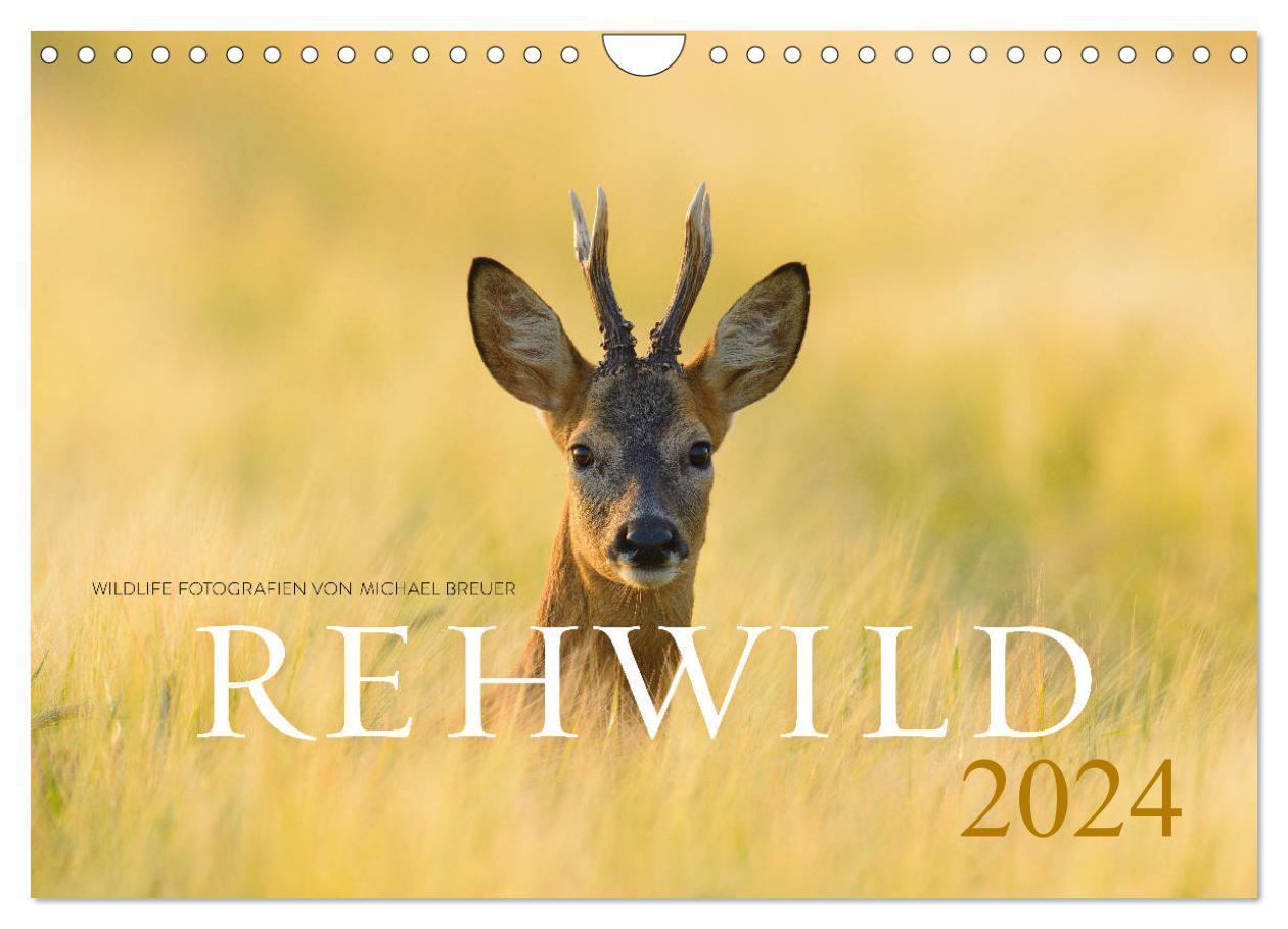 Cover: 9783675632493 | Rehwild 2024 (Wandkalender 2024 DIN A4 quer), CALVENDO Monatskalender