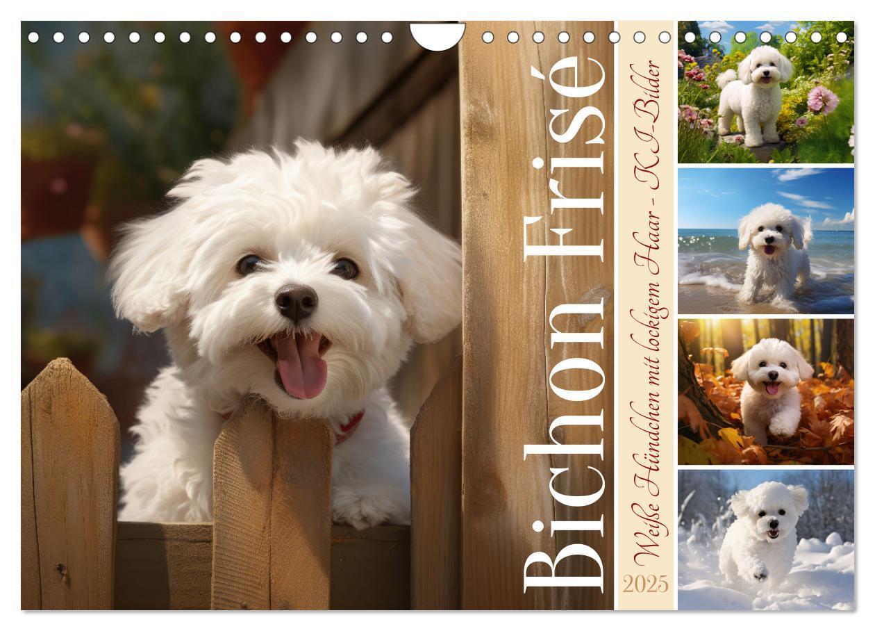 Cover: 9783383837968 | Bichon frisé, weiße Hündchen mit lockigem Haar (Wandkalender 2025...