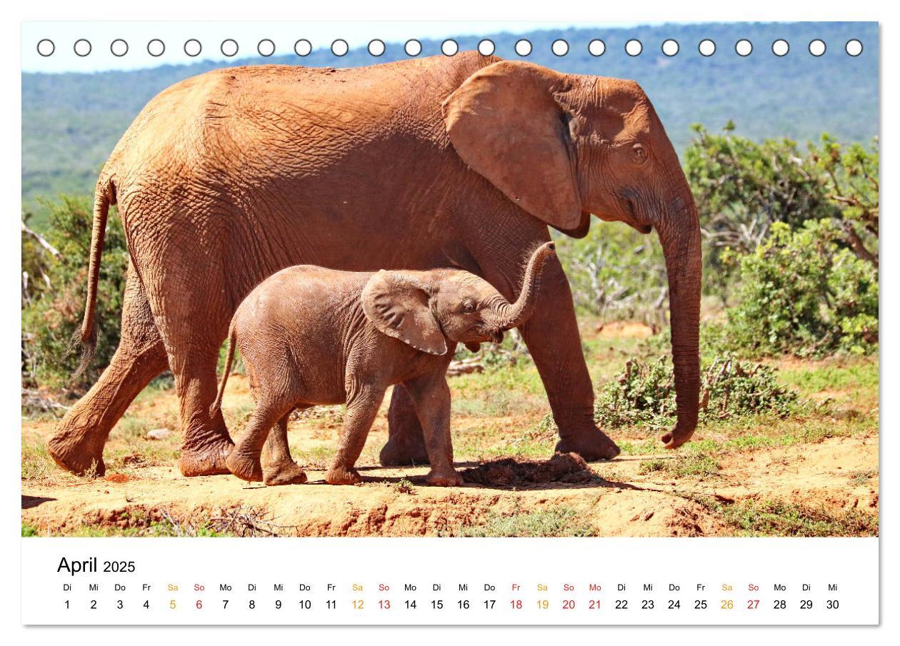 Bild: 9783435227921 | ADDO ELEPHANT NATIONAL PARK Elefanten Babies (Tischkalender 2025...