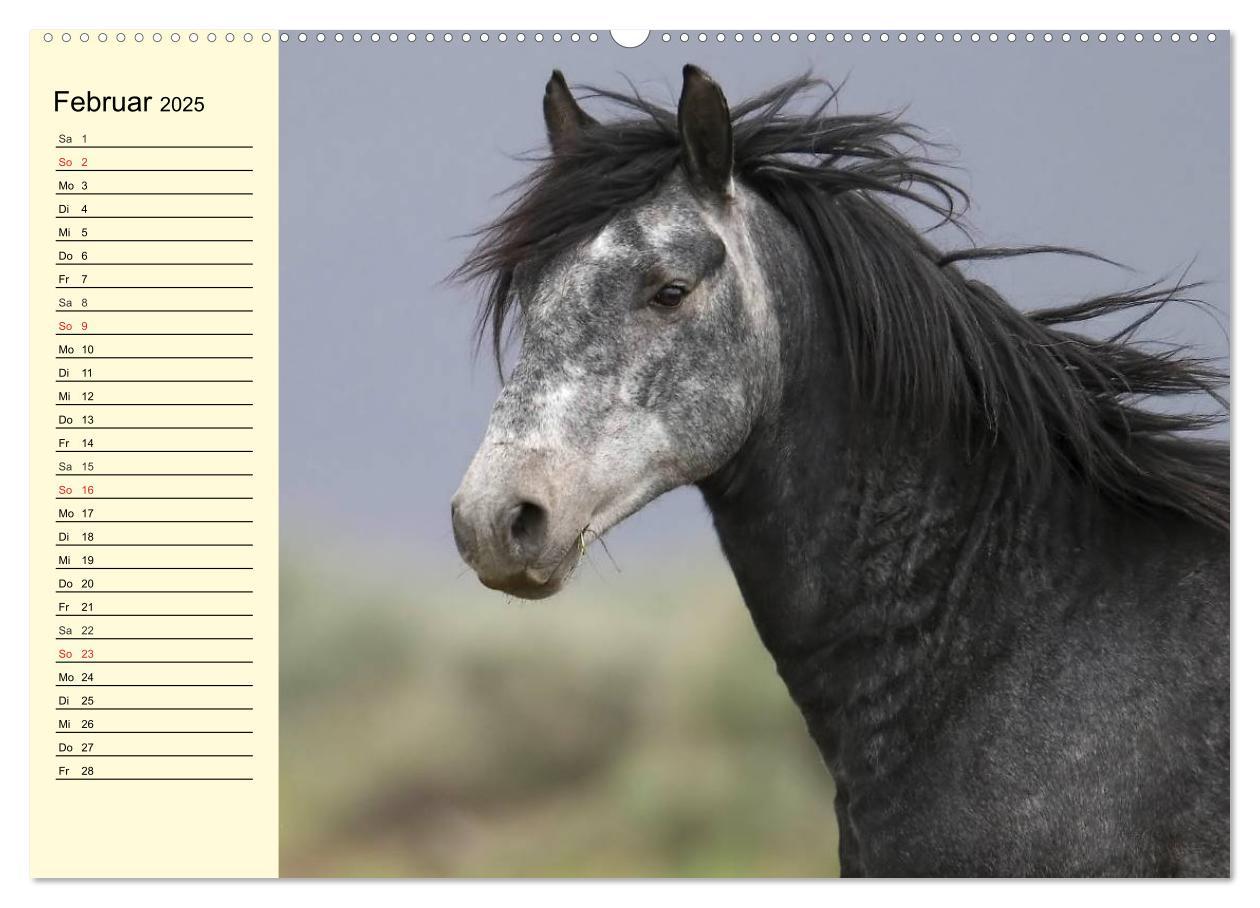 Bild: 9783435528912 | Wilde Pferde. Mustangs in USA (Wandkalender 2025 DIN A2 quer),...