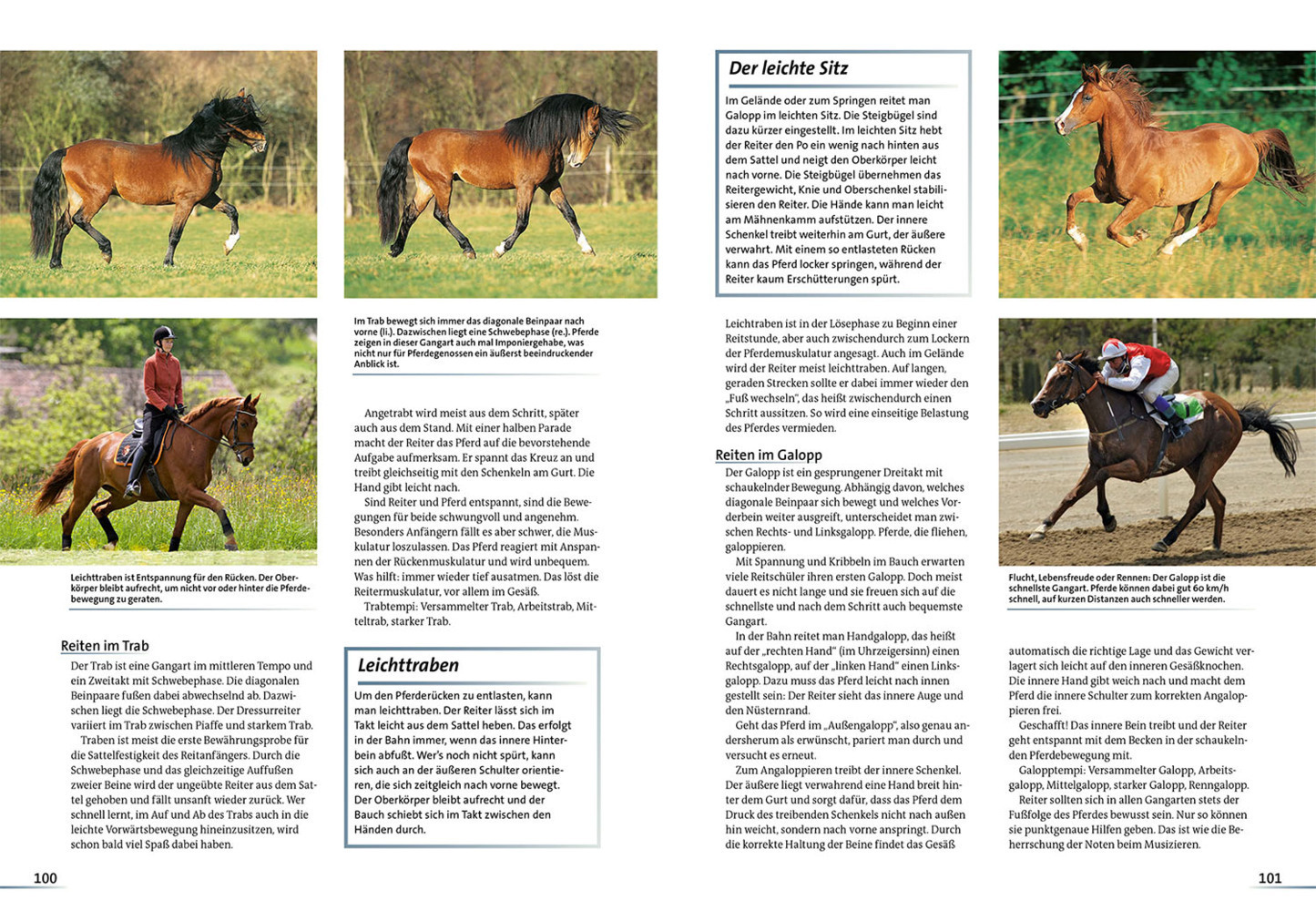 Bild: 9783440171981 | Alles über Pferde | Reiten, Haltung, Rassen | Ulrike Amler | Buch