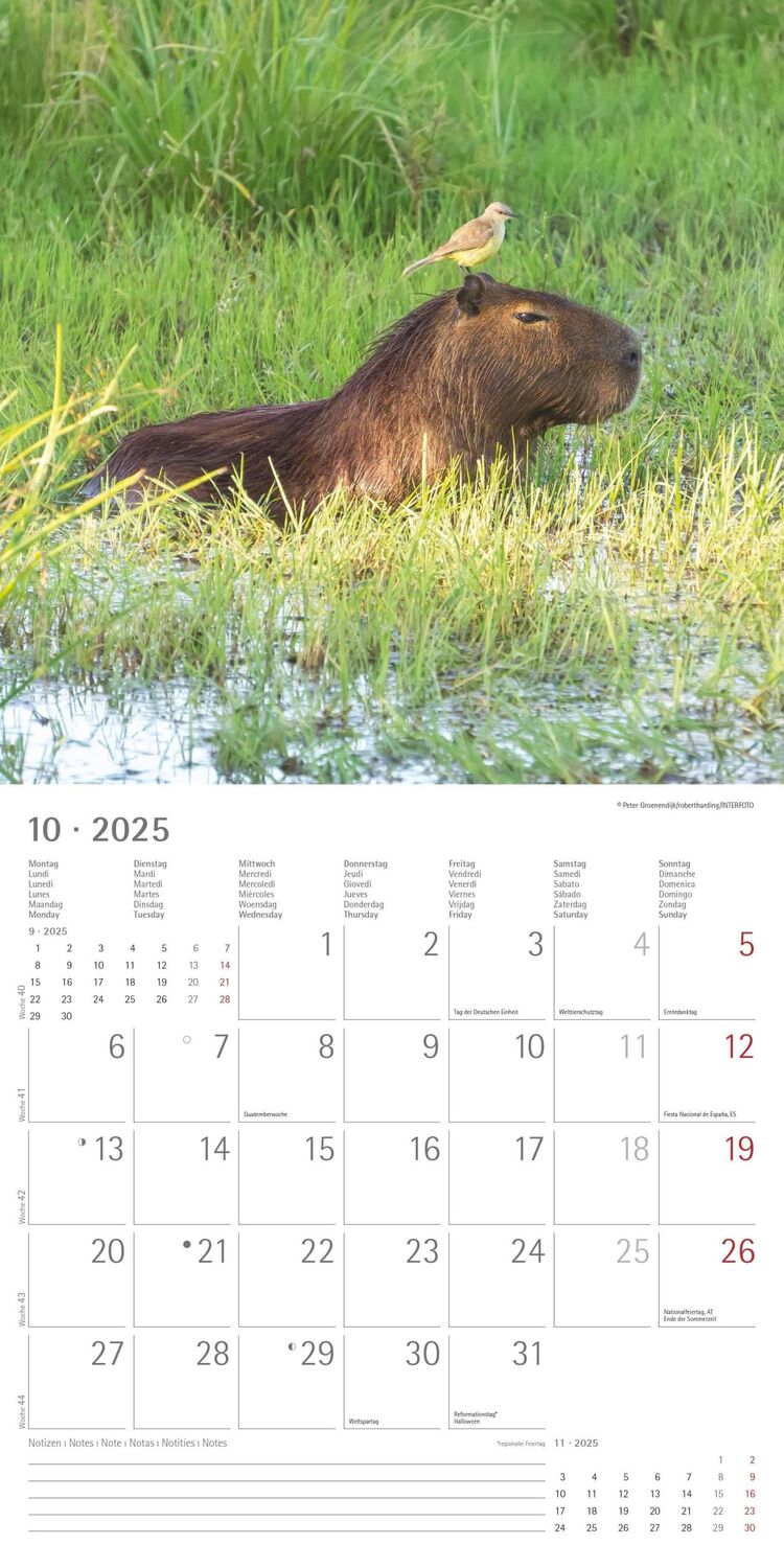 Bild: 4251732340780 | Tierfreundschaften 2025 - Broschürenkalender 30x30 cm (30x60...