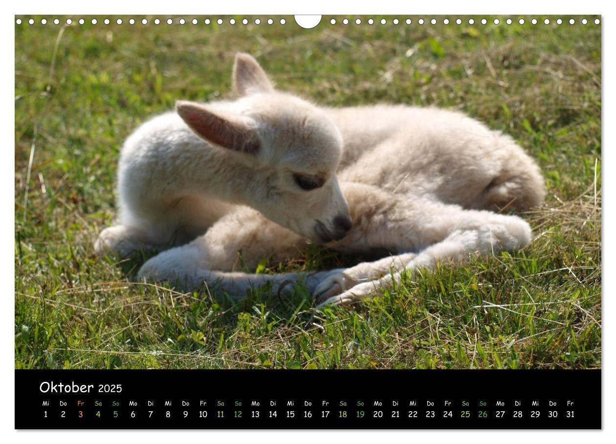 Bild: 9783435562275 | Alpakas zum Verlieben (Wandkalender 2025 DIN A3 quer), CALVENDO...