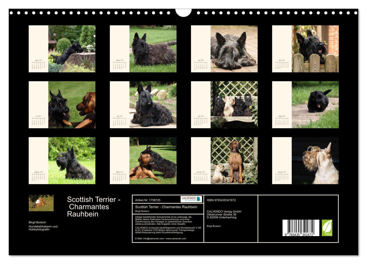 Bild: 9783435341672 | Scottish Terrier - Charmantes Rauhbein (Wandkalender 2025 DIN A3...