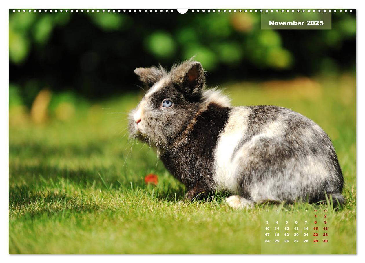 Bild: 9783435340866 | Kaninchen klein und putzig (Wandkalender 2025 DIN A2 quer),...