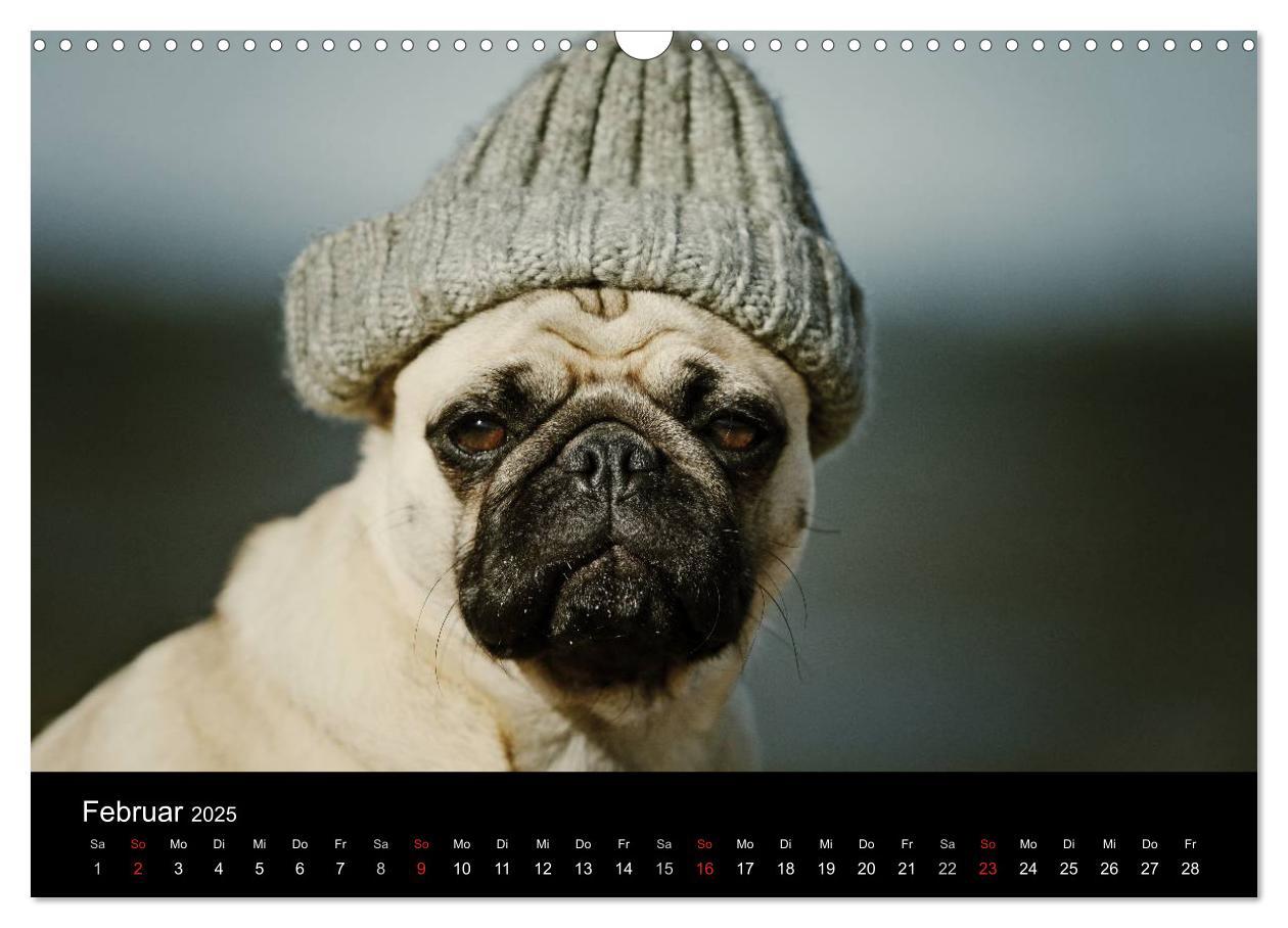 Bild: 9783435770557 | Der MOPS-Kalender (Wandkalender 2025 DIN A3 quer), CALVENDO...