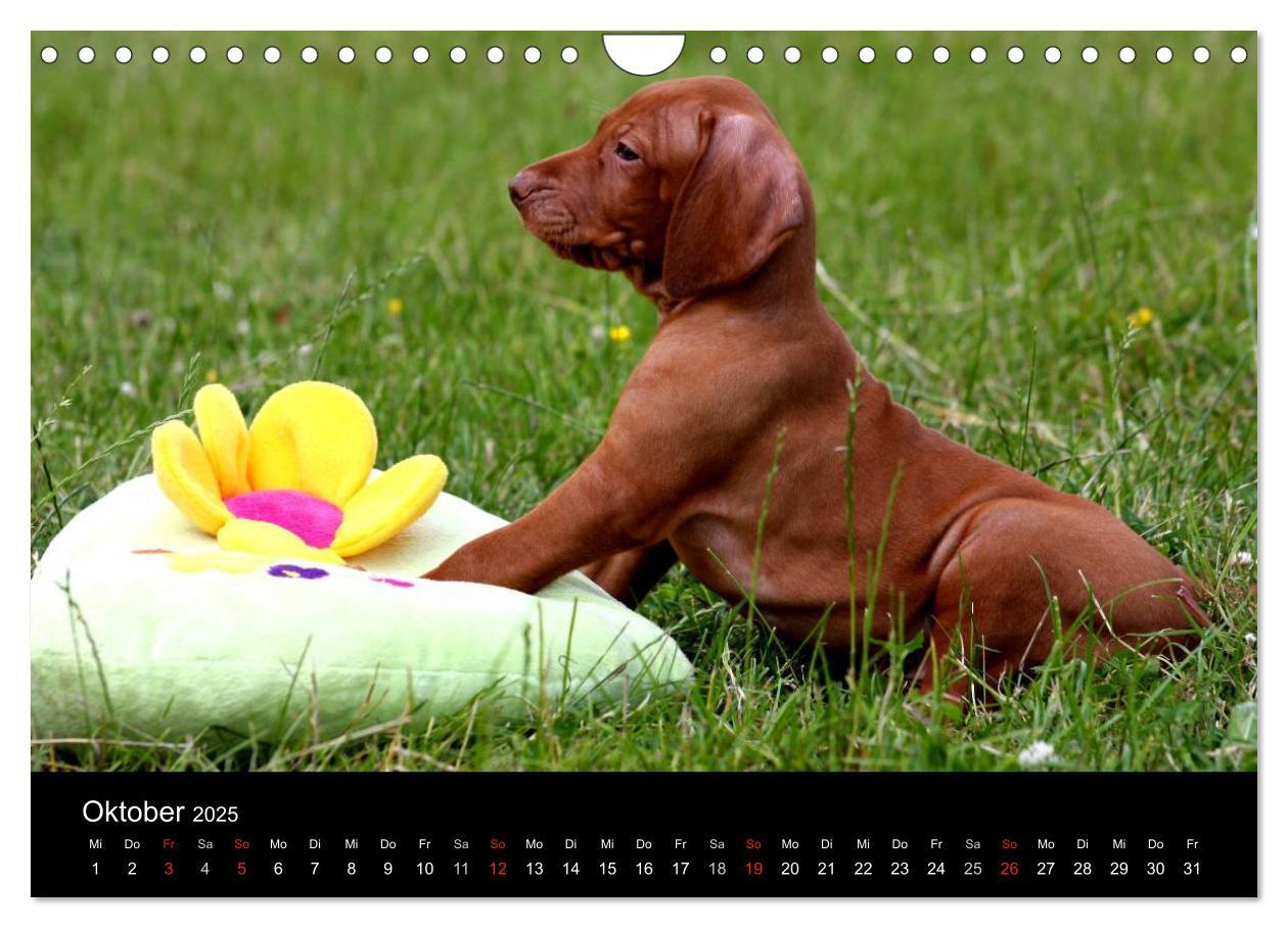 Bild: 9783435767625 | Magyar Vizsla Welpen (Wandkalender 2025 DIN A4 quer), CALVENDO...