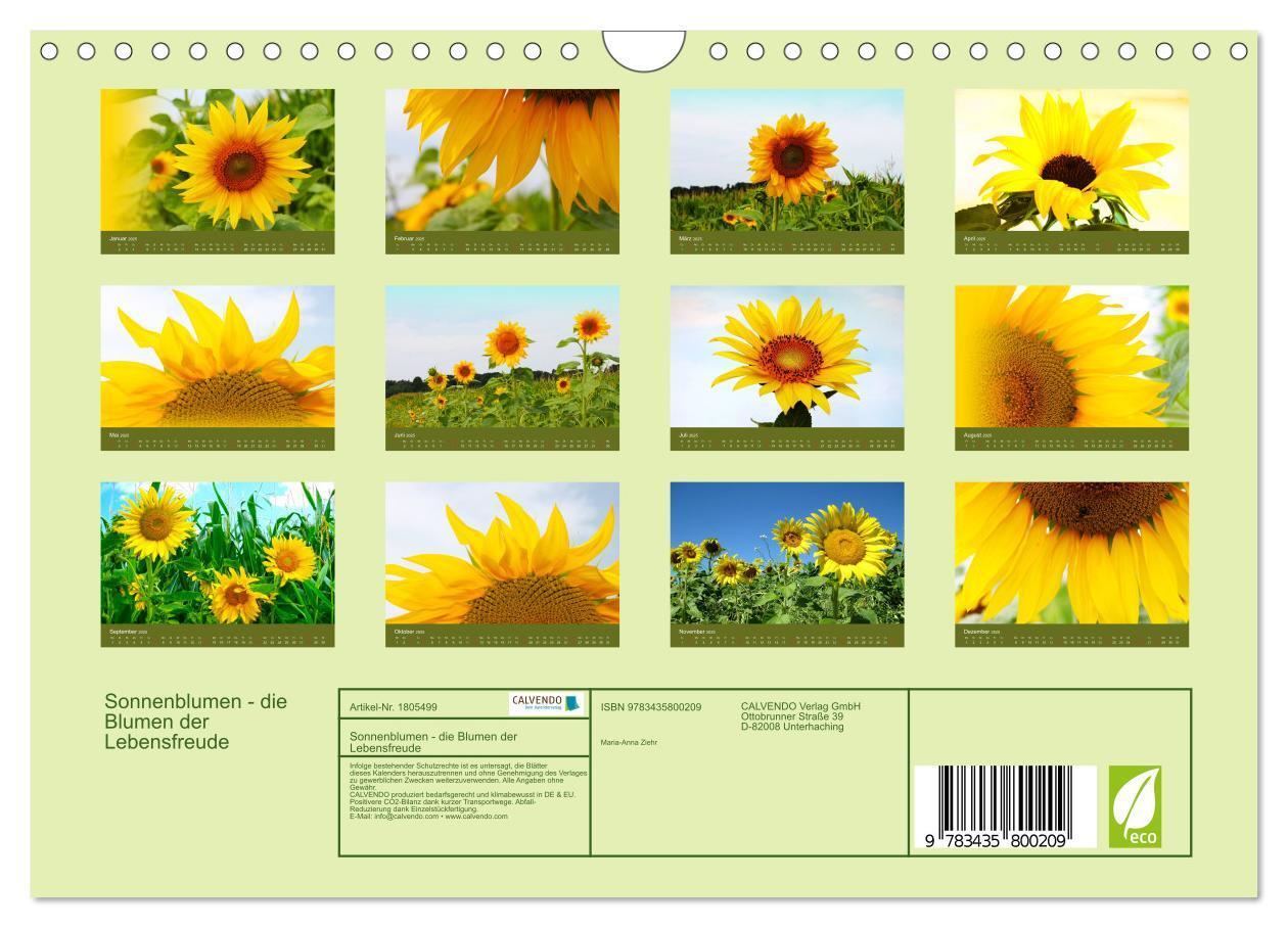 Bild: 9783435800209 | Sonnenblumen - die Blumen der Lebensfreude (Wandkalender 2025 DIN...