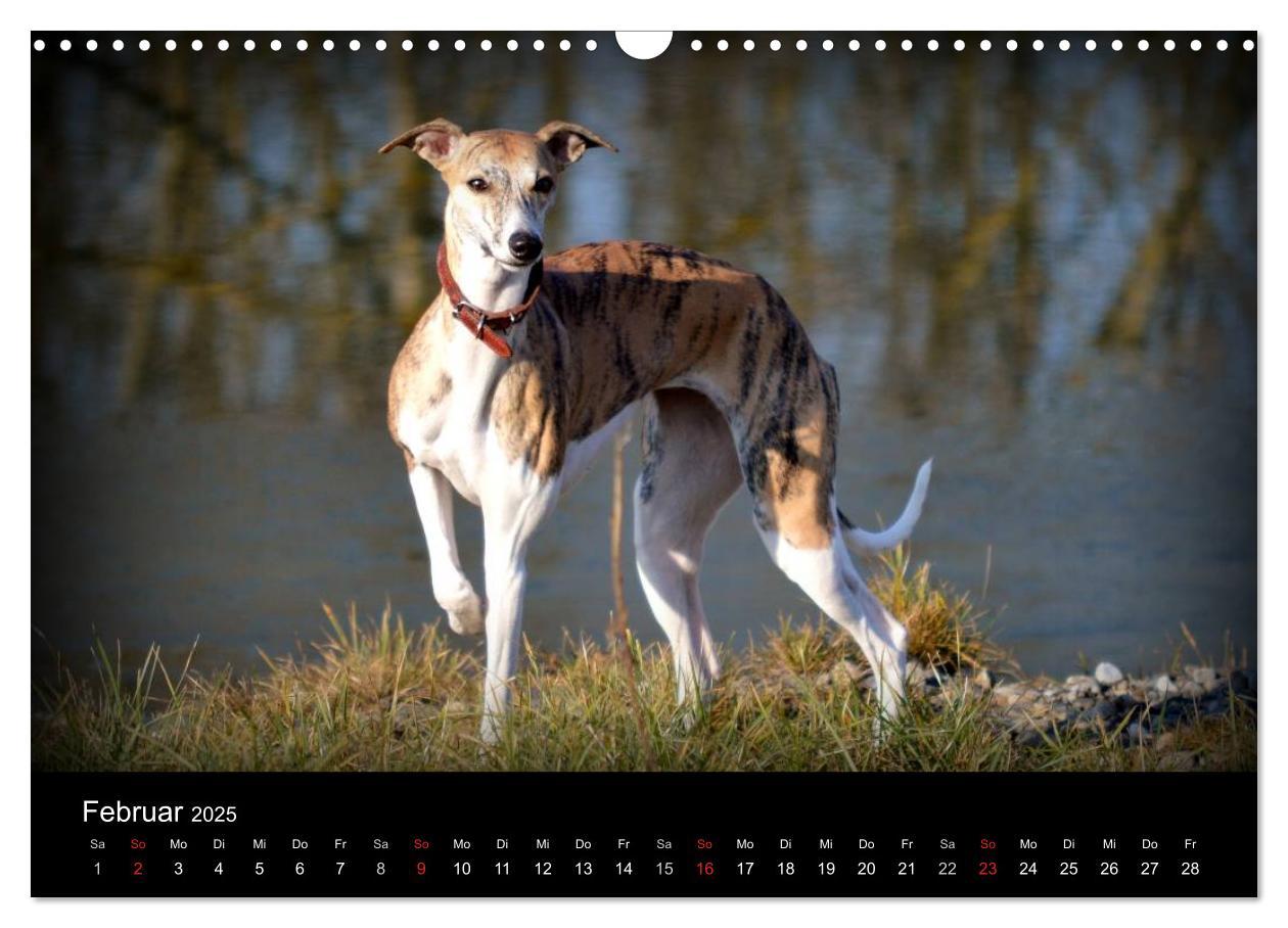 Bild: 9783435650798 | Whippet 2025 (Wandkalender 2025 DIN A3 quer), CALVENDO Monatskalender