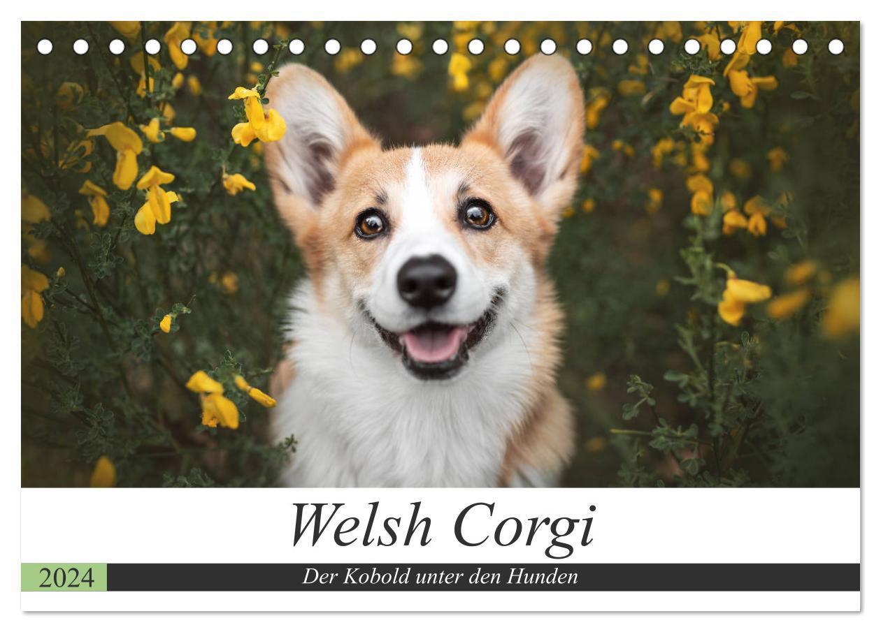 Cover: 9783675555136 | Welsh Corgi - Der Kobold unter den Hunden (Tischkalender 2024 DIN...