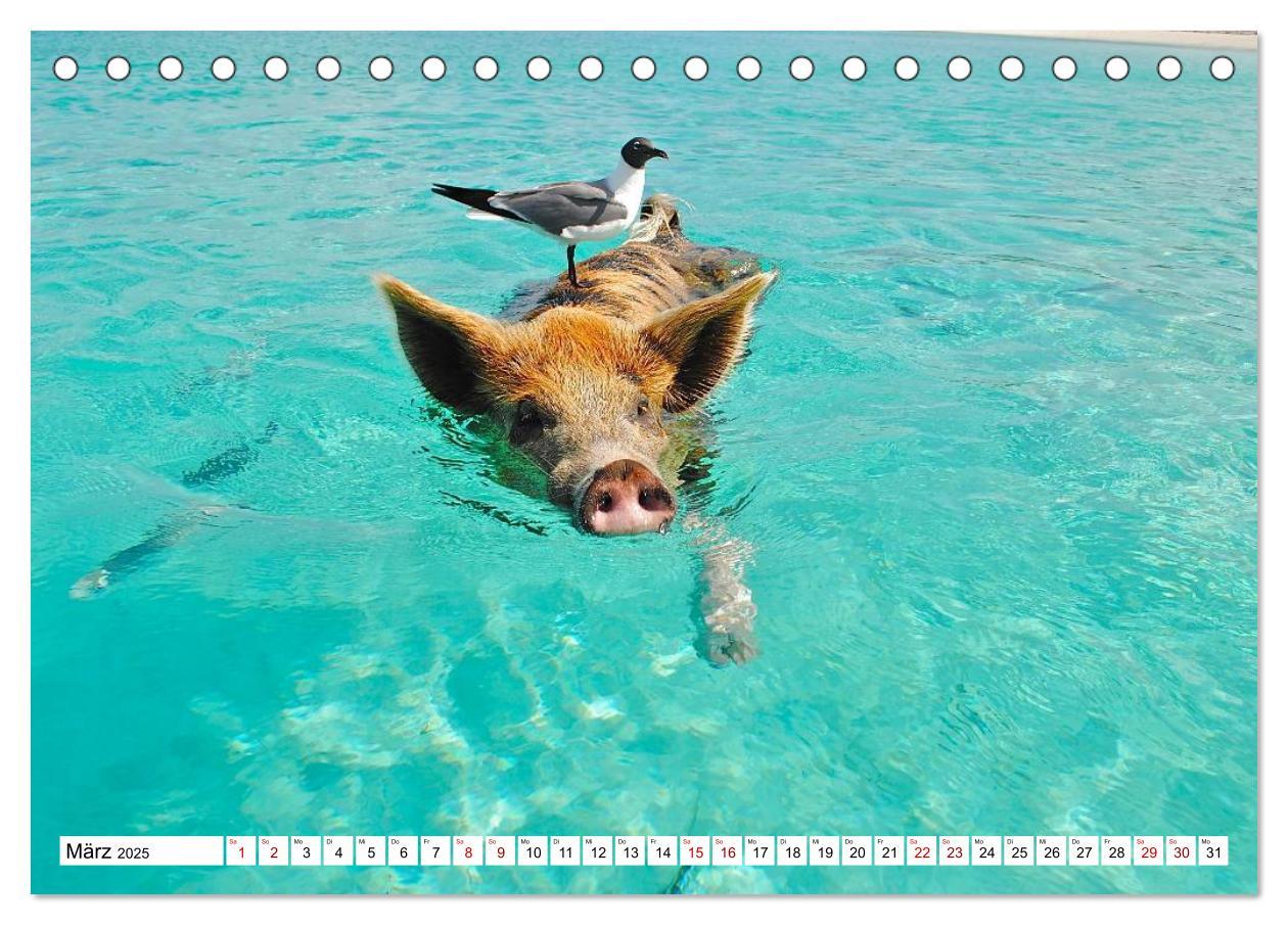 Bild: 9783435420278 | Schweine im Dauerurlaub auf den Bahamas! (Tischkalender 2025 DIN A5...