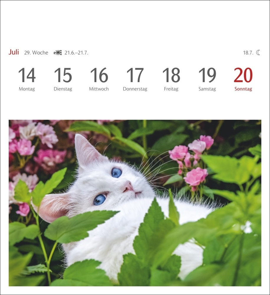 Bild: 9783840033490 | Katzen Postkartenkalender 2025 - Wochenkalender mit 53 Postkarten