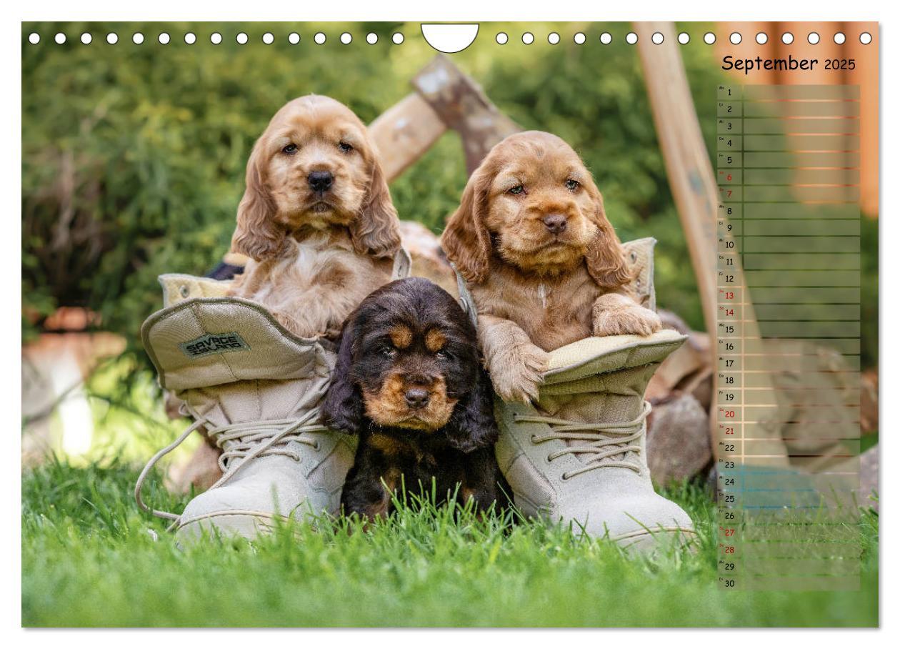 Bild: 9783435119844 | English Cocker Spaniel Welpen (Wandkalender 2025 DIN A4 quer),...