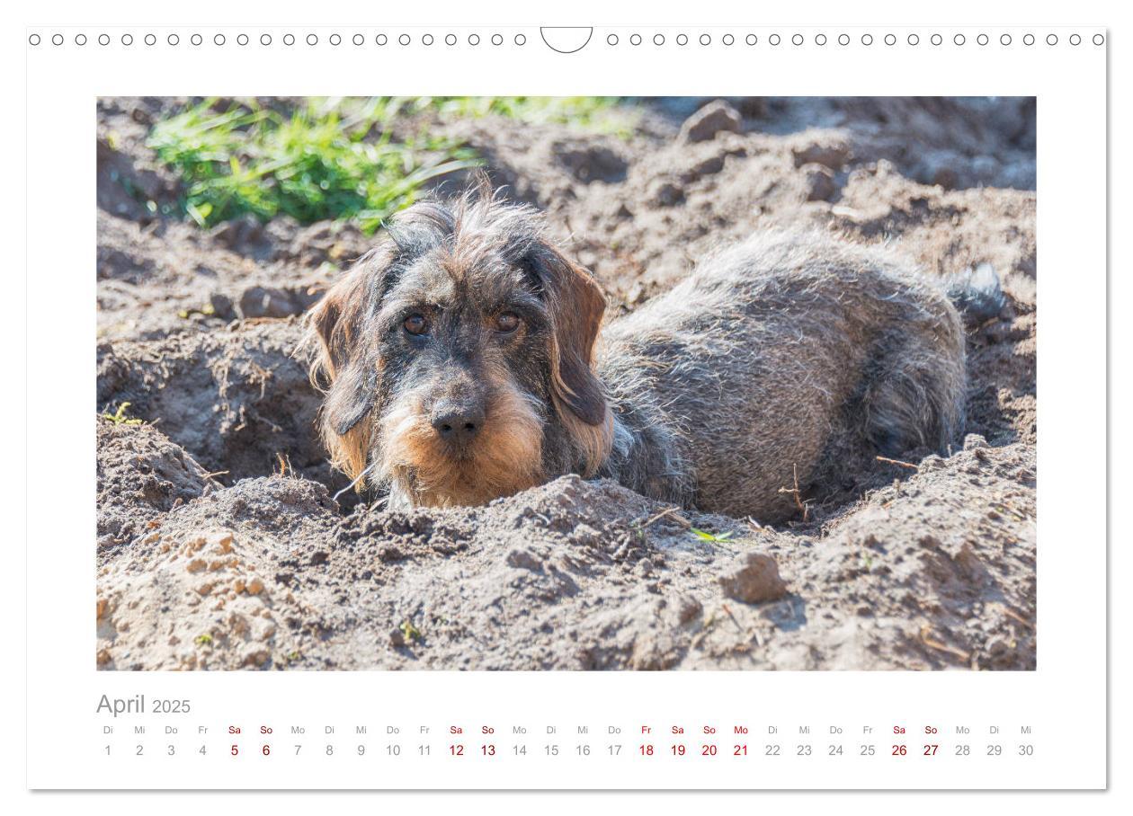 Bild: 9783435104390 | Dackelblicke - ein bezaubernder Rauhaardackel (Wandkalender 2025...