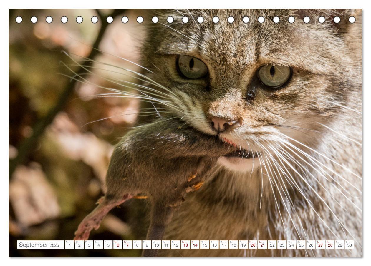 Bild: 9783435218394 | Wildkatzen - die anmutigsten Raubiere in Europa. (Tischkalender...