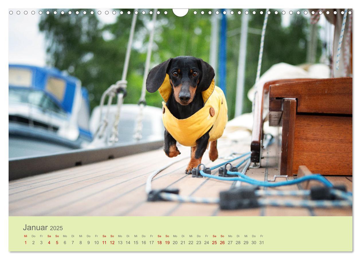 Bild: 9783457206423 | Dackel unterwegs (Wandkalender 2025 DIN A3 quer), CALVENDO...