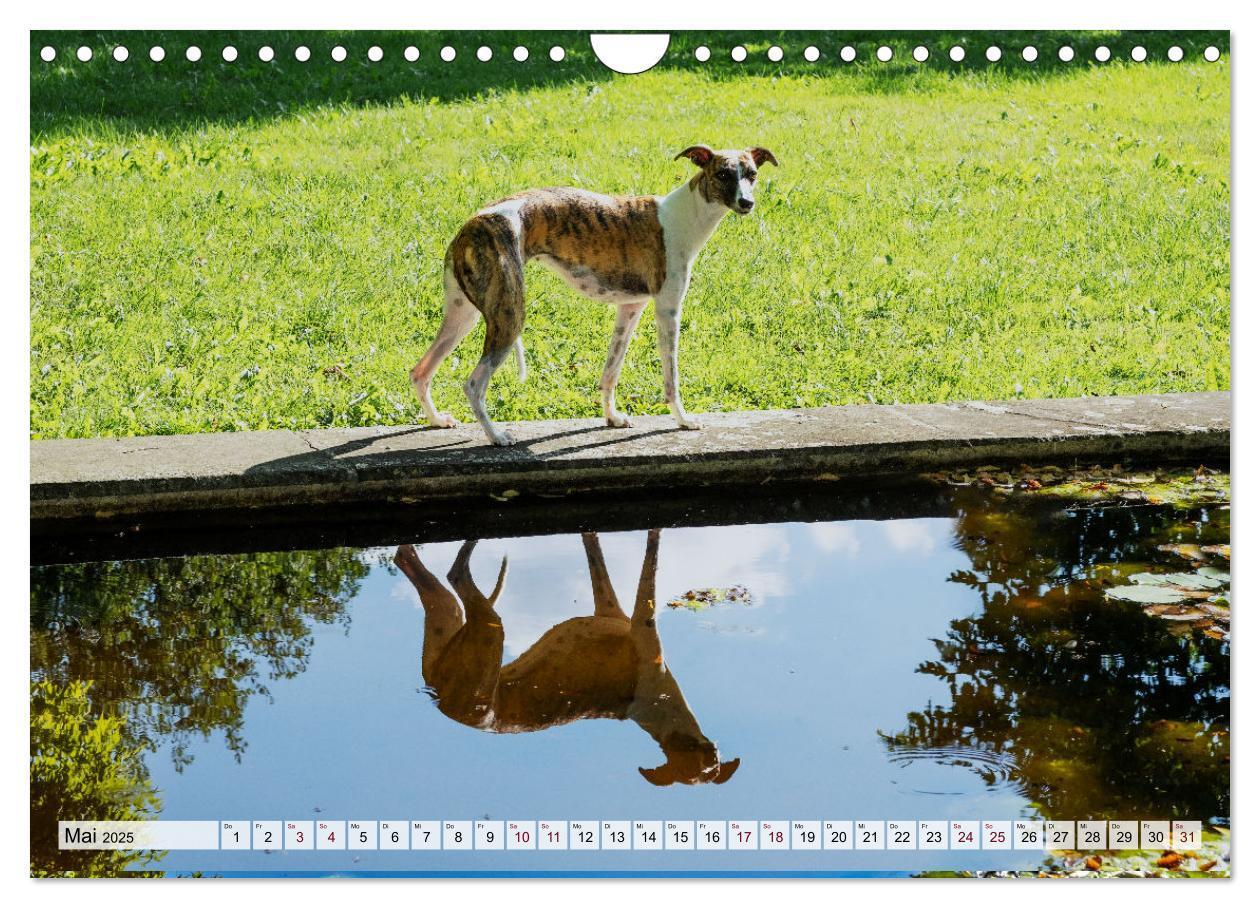 Bild: 9783383941917 | Der Whippet - ein Seelenhund (Wandkalender 2025 DIN A4 quer),...