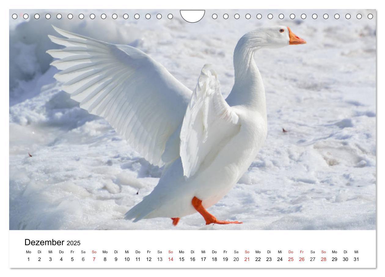 Bild: 9783435316755 | Gänse. Von wegen dumme Gans! (Wandkalender 2025 DIN A4 quer),...