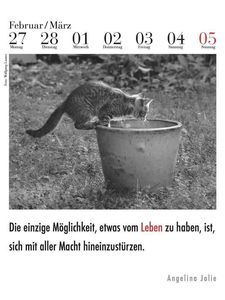 Bild: 9783895617584 | Der literarische Katzenkalender 2024 | Julia Bachstein | Kalender