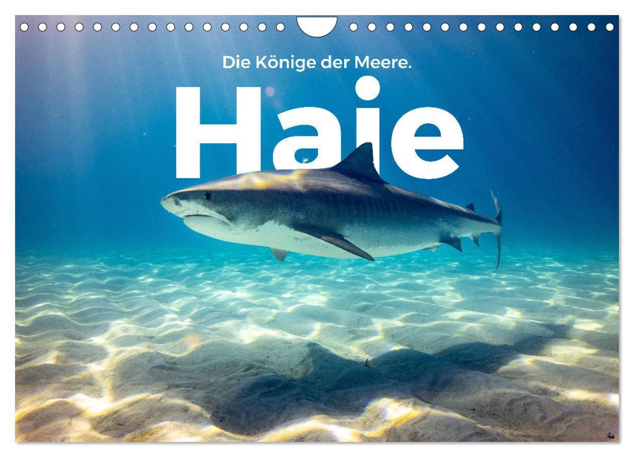 Cover: 9783675498556 | Haie - Könige der Meere. (Wandkalender 2024 DIN A4 quer), CALVENDO...