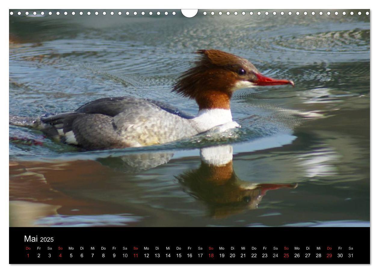 Bild: 9783435840526 | Das Leben der Enten (Wandkalender 2025 DIN A3 quer), CALVENDO...