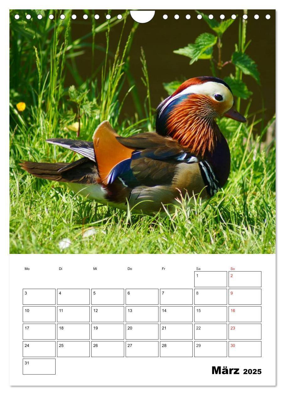 Bild: 9783457011416 | Liebenswerte Enten (Wandkalender 2025 DIN A4 hoch), CALVENDO...