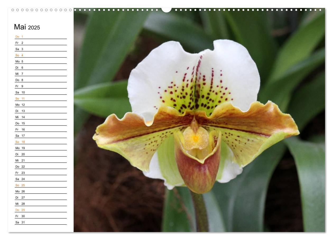 Bild: 9783435532391 | Prachtvolle Orchideen (Wandkalender 2025 DIN A2 quer), CALVENDO...