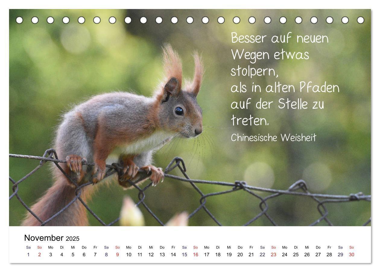 Bild: 9783435433247 | Der literarische Eichhörnchen-Kalender (Tischkalender 2025 DIN A5...