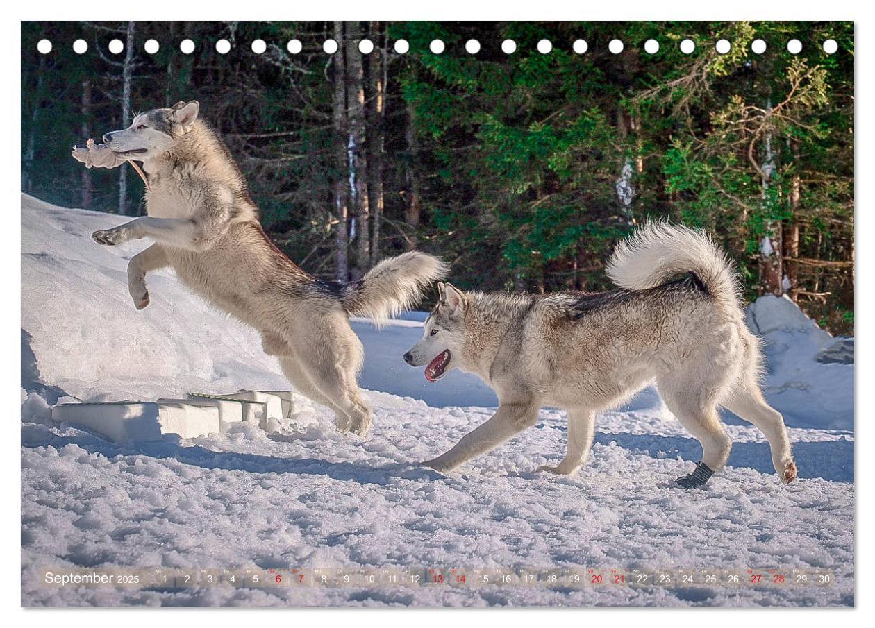 Bild: 9783435213283 | Alaskan Malamute in seinem Element (Tischkalender 2025 DIN A5...