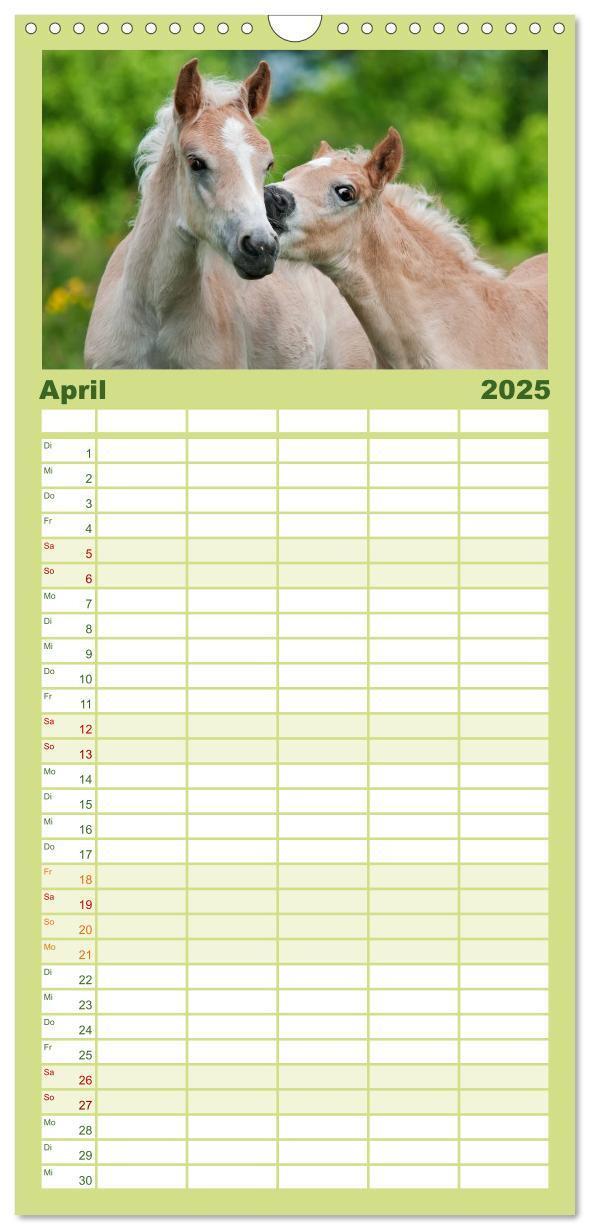 Bild: 9783457110775 | Familienplaner 2025 - Haflinger Fohlen mit 5 Spalten (Wandkalender,...