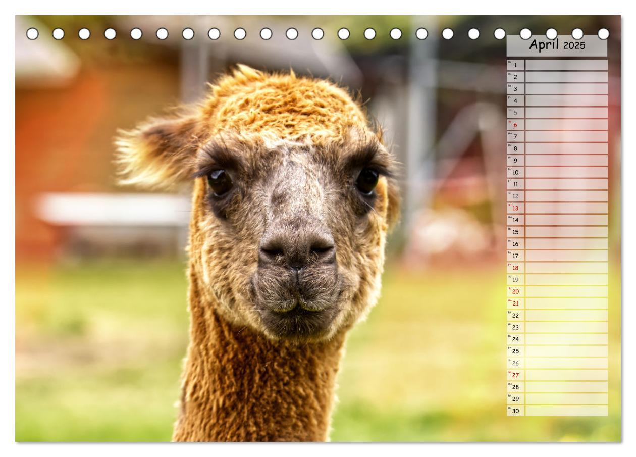 Bild: 9783383982705 | Alpaka, coole Typen mit wilden Frisuren (Tischkalender 2025 DIN A5...