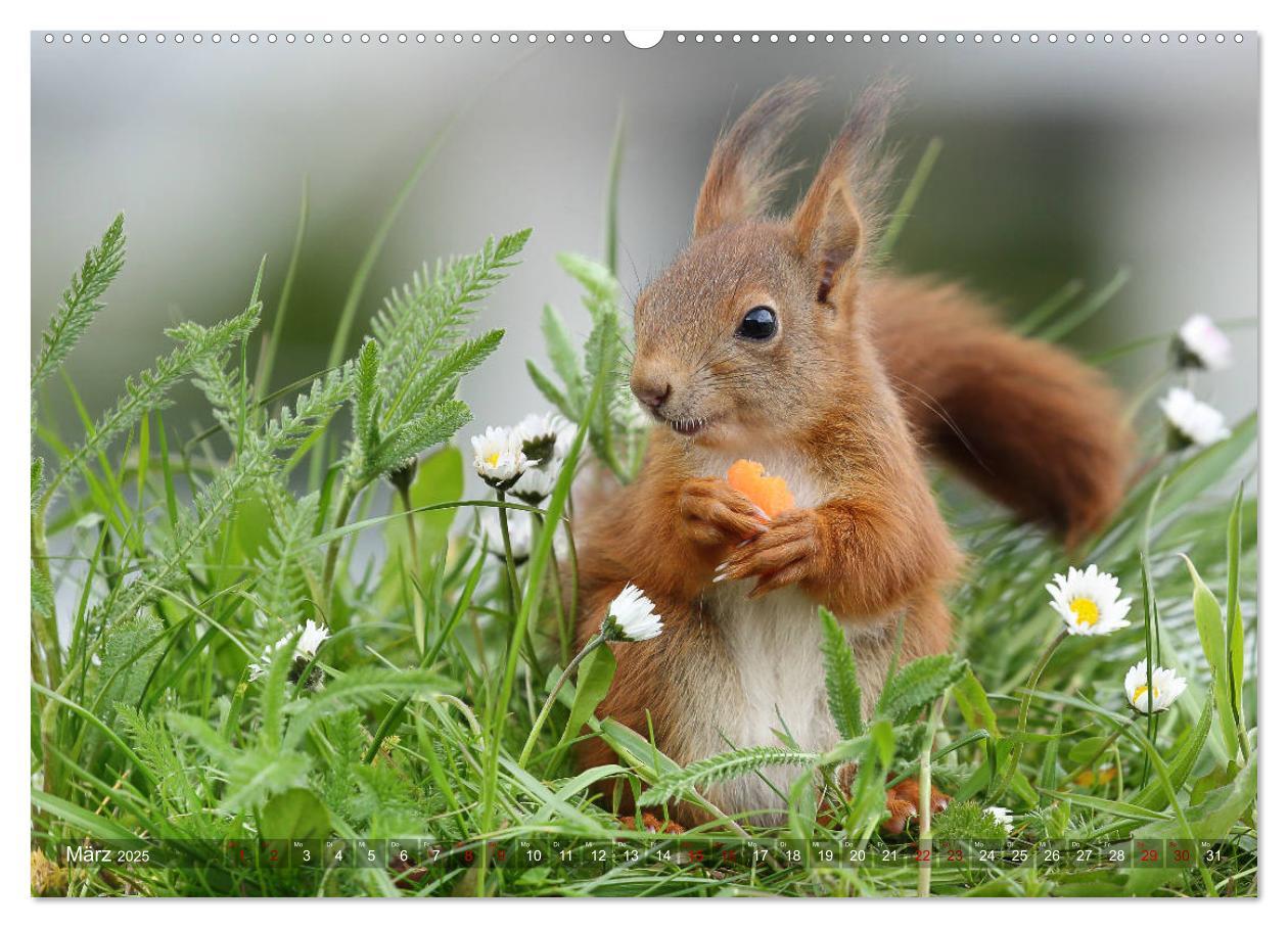 Bild: 9783435344963 | Eichhörnchen Luna und ihre Kinder (Wandkalender 2025 DIN A2 quer),...