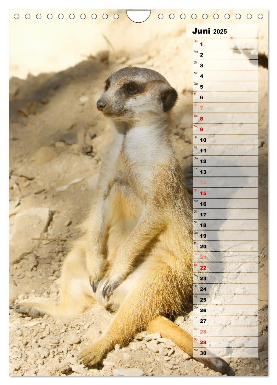 Bild: 9783435890996 | Erdmännchen, putzige Kerlchen mit großen Knopfaugen (Wandkalender...