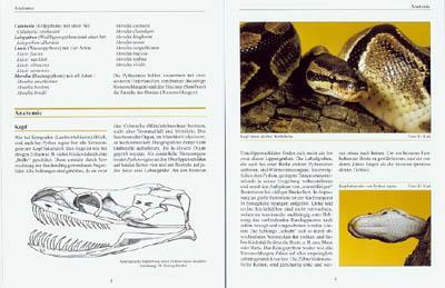 Bild: 9783931587673 | Python Regius. Der Königspython | Thomas Kölpin | Taschenbuch | 94 S.