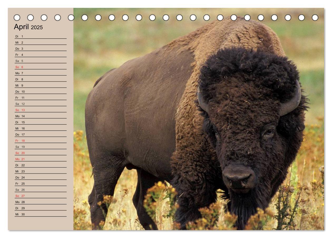 Bild: 9783435548798 | Büffel. Wisent und Bison (Tischkalender 2025 DIN A5 quer), CALVENDO...