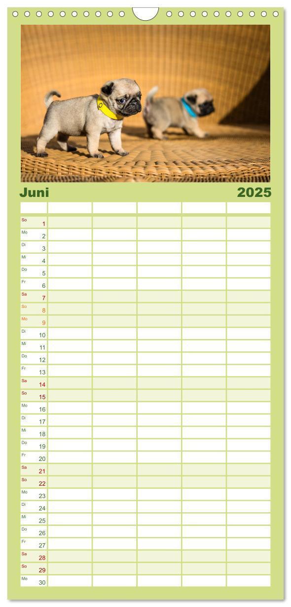 Bild: 9783457119419 | Familienplaner 2025 - Mopswelpen mit 5 Spalten (Wandkalender, 21 x...